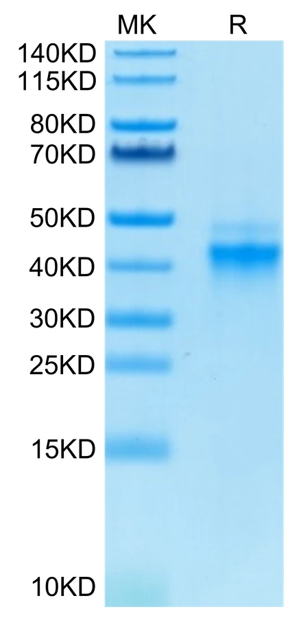 IL12-HB001 Bis-Tris-PAGE-white result