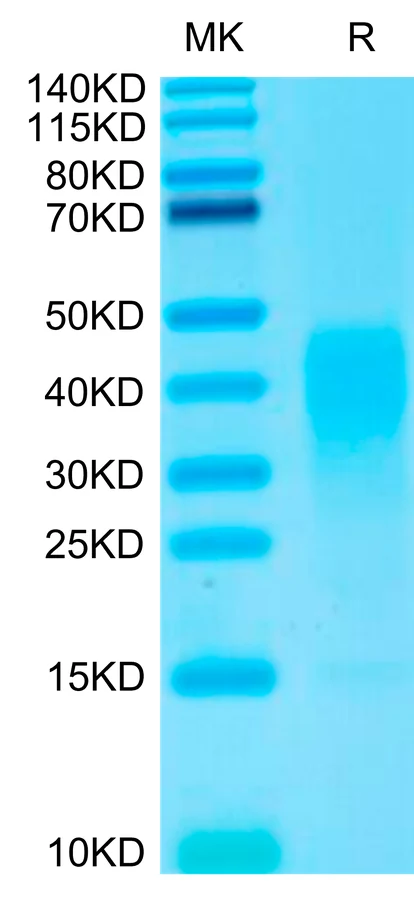 IL13-HB001 Bis-Tris-PAGE-white result