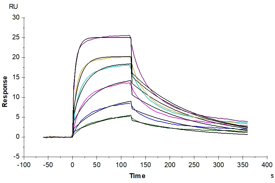 IL13-HB001 SPR result