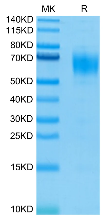 IL13RA1-HB003 Bis-Tris-PAGE-white result