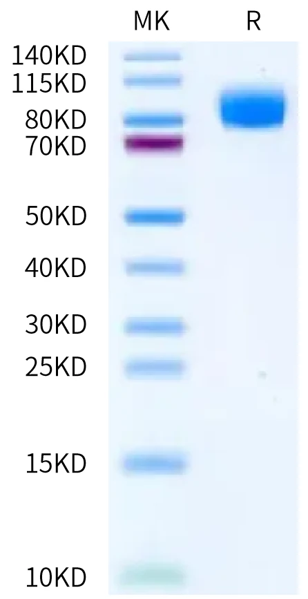 IL13RA1-HF001 Bis-Tris-PAGE-white result