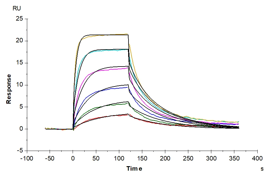 IL13RA1-HF001 SPR result