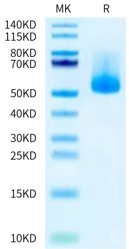 IL13RA2-HB001 Bis-Tris-PAGE-white result
