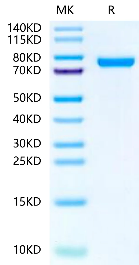 IL13RA2-RF001 Bis-Tris-PAGE-white result