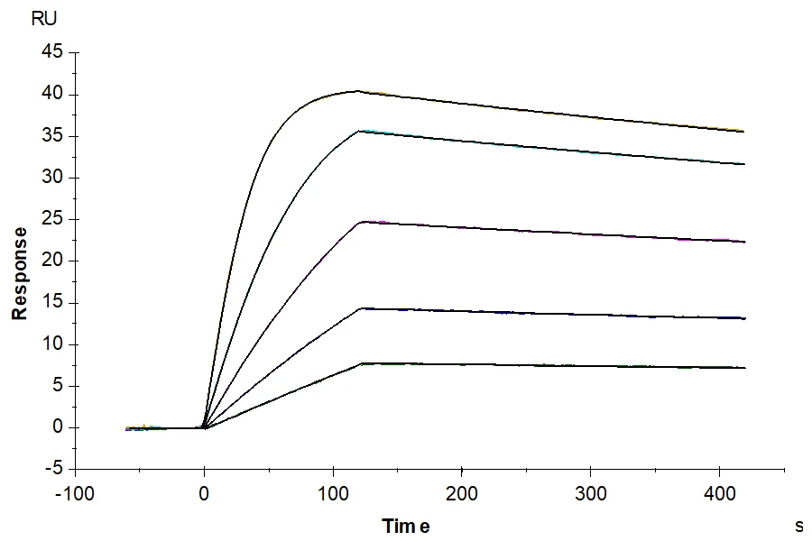 IL13RA2-RF001 SPR result