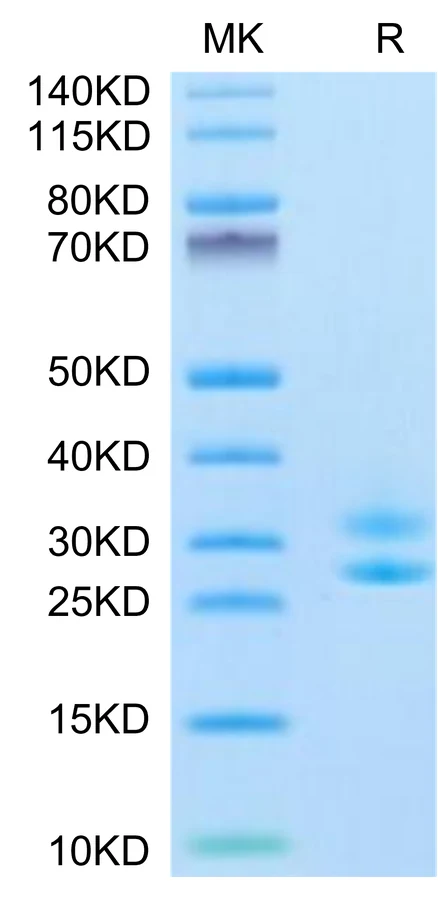 IL15-HB003 Bis-Tris-PAGE-white result