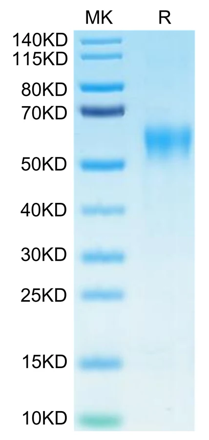 IL15-HB004 Bis-Tris-PAGE-white result