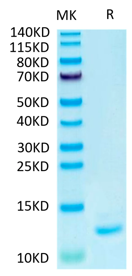 IL15-HP001 Bis-Tris-PAGE-white result