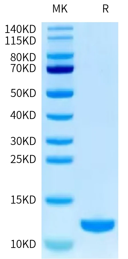 IL15-HP002 Bis-Tris-PAGE-white result