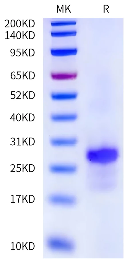 IL17AF-HB001 Bis-Tris-PAGE-white result