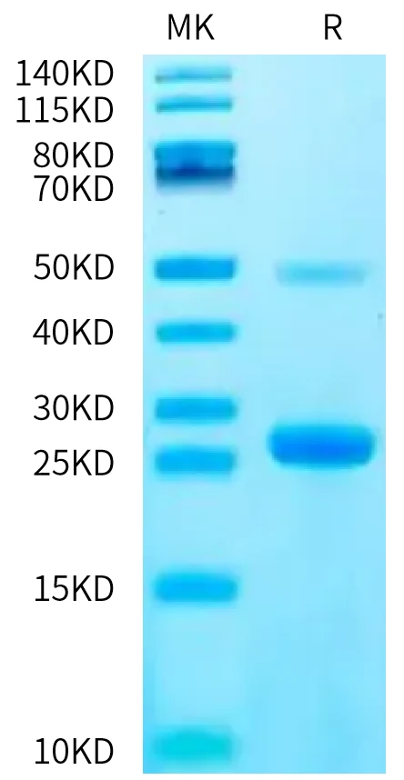 IL17C-HB001 Bis-Tris-PAGE-white result