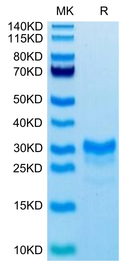 IL17F-MB001 Bis-Tris-PAGE-white result