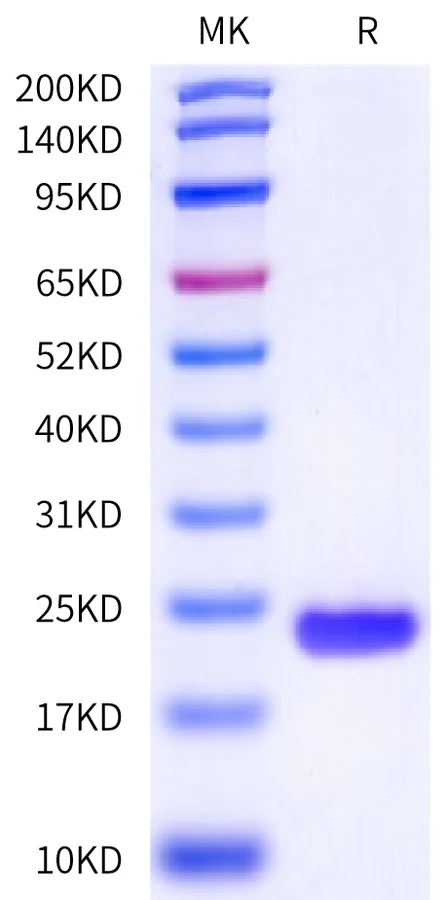 IL18-CB001 Bis-Tris-PAGE-white result