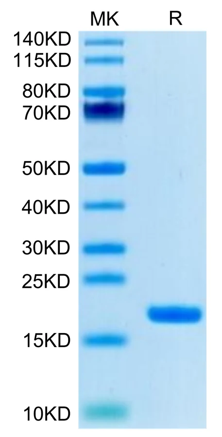 IL18-HB001 Bis-Tris-PAGE-white result
