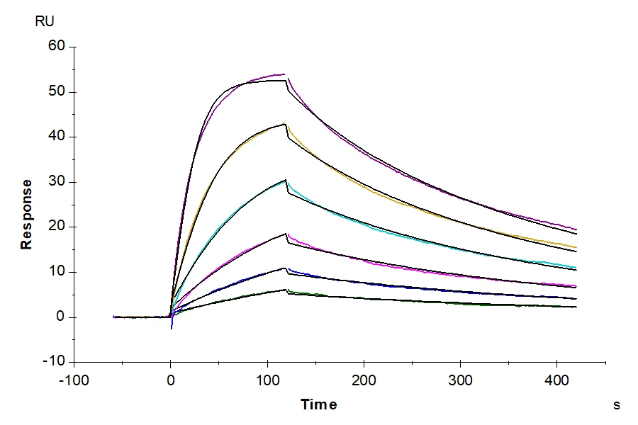 IL18-HB001 SPR result