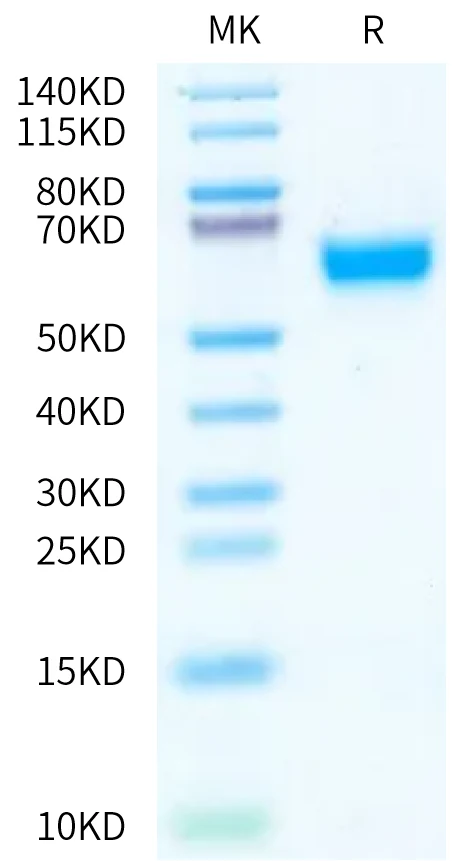 IL18-HB002 Bis-Tris-PAGE-white result