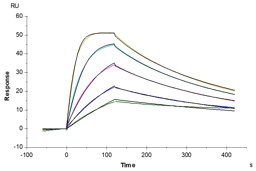 IL18-HB003 SPR result
