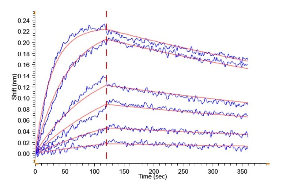 IL18-HP001 BLI result