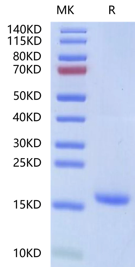 IL18-HP001 Bis-Tris-PAGE-white result