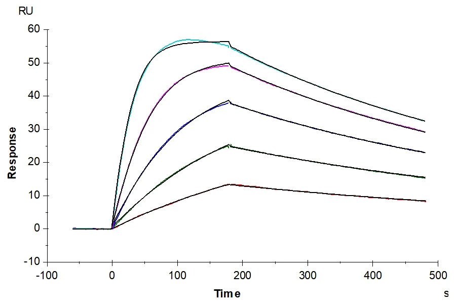IL18BPA-HB001 SPR result