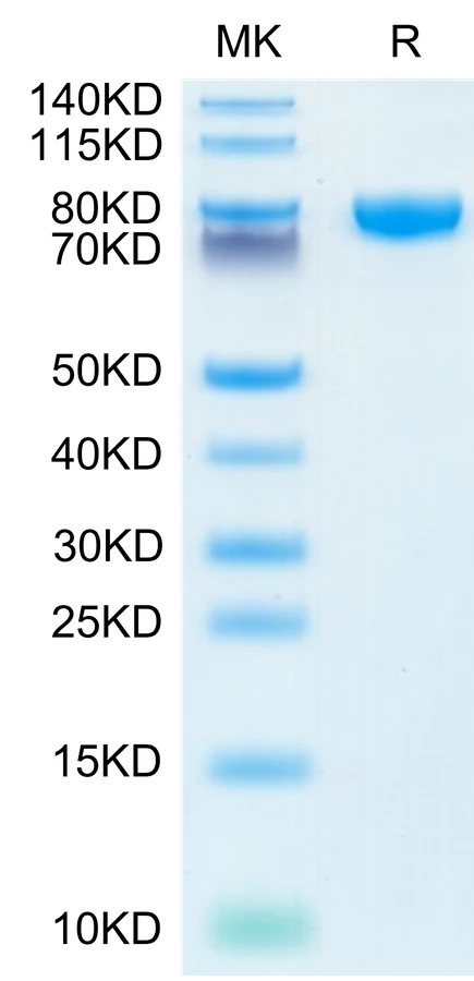 IL18RAP-HF001 Bis-Tris-PAGE-white result