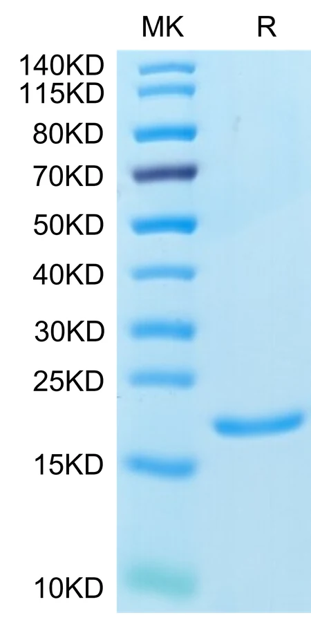 IL1A-HP001 Bis-Tris-PAGE-white result
