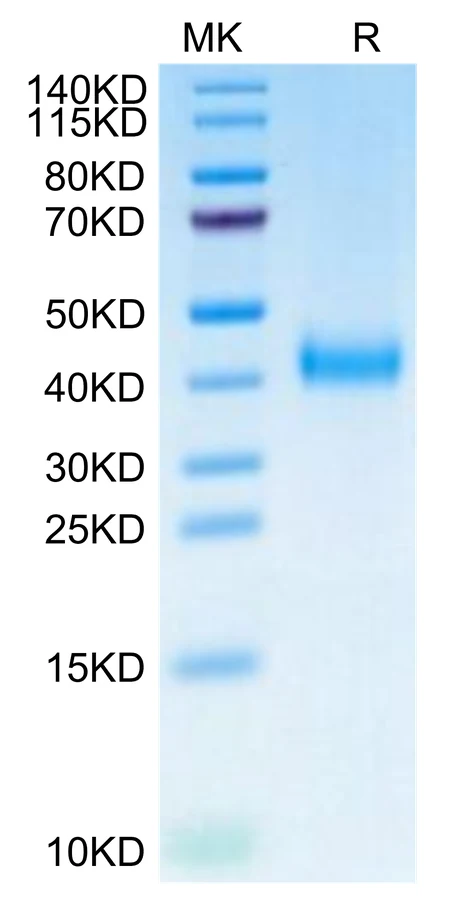 IL2-CB002 Bis-Tris-PAGE-white result