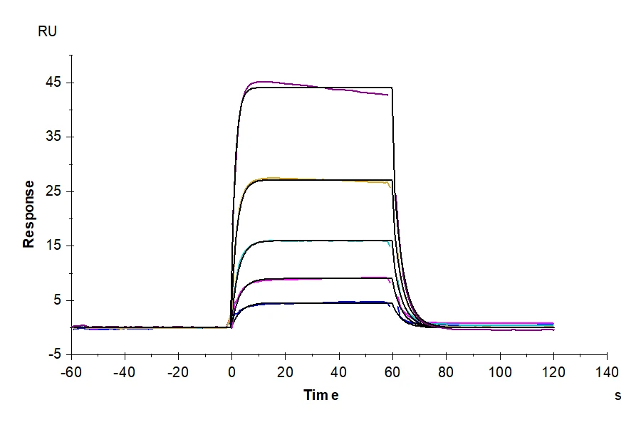 IL2-CB002 SPR result