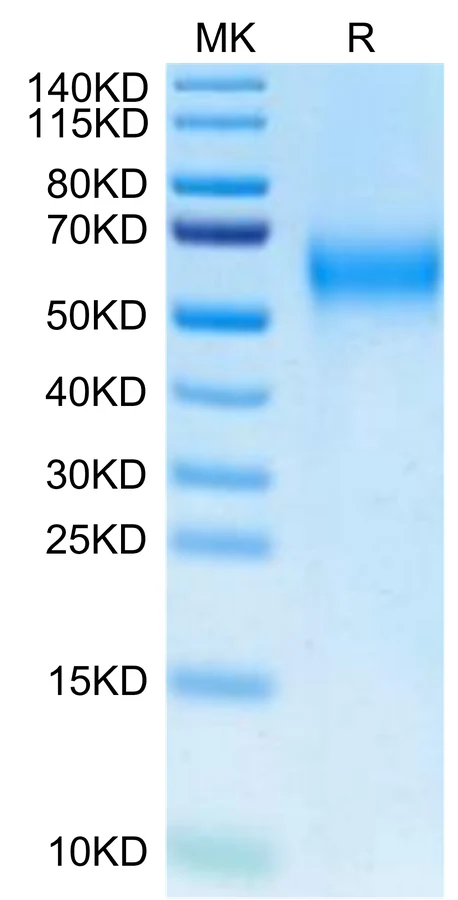 IL2-CB003 Bis-Tris-PAGE-white result