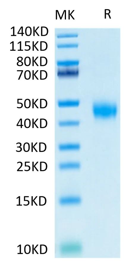 IL2-HB003 Bis-Tris-PAGE-white result