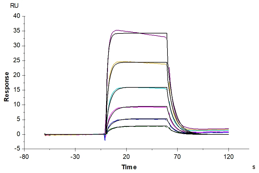 IL2-HB003 SPR result