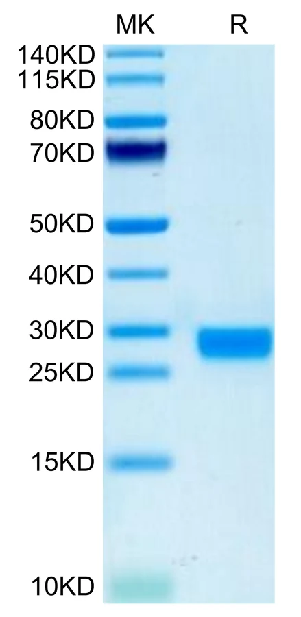 IL2-MB002 Bis-Tris-PAGE-white result