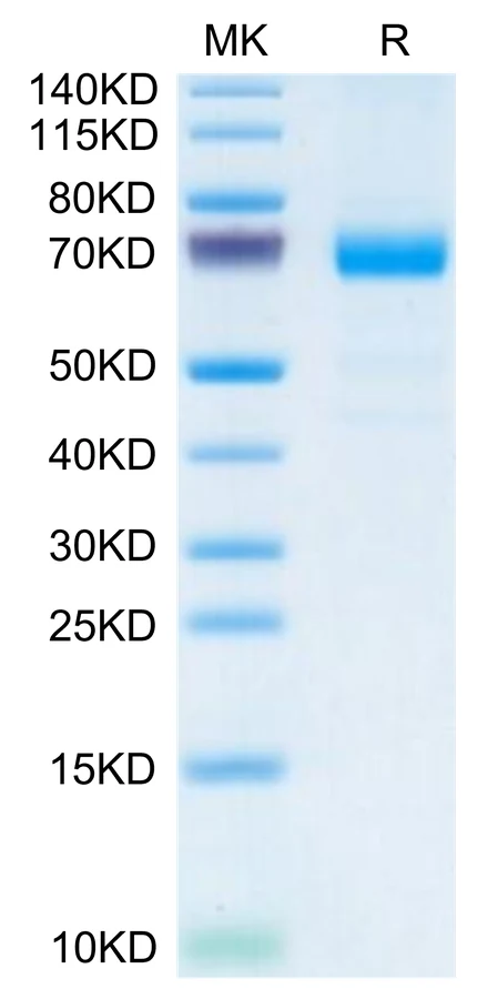 IL20RA-MF001 Bis-Tris-PAGE-white result