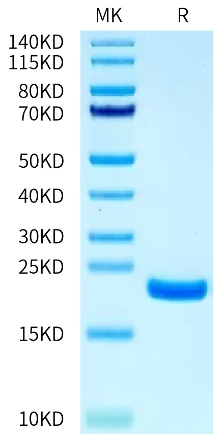 IL21-MB001 Bis-Tris-PAGE-white result