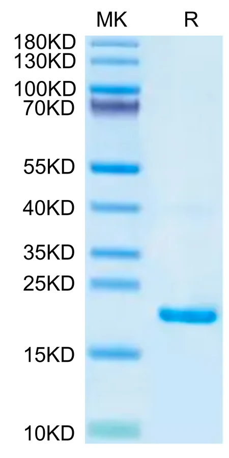 IL22-MB001 Bis-Tris-PAGE-white result