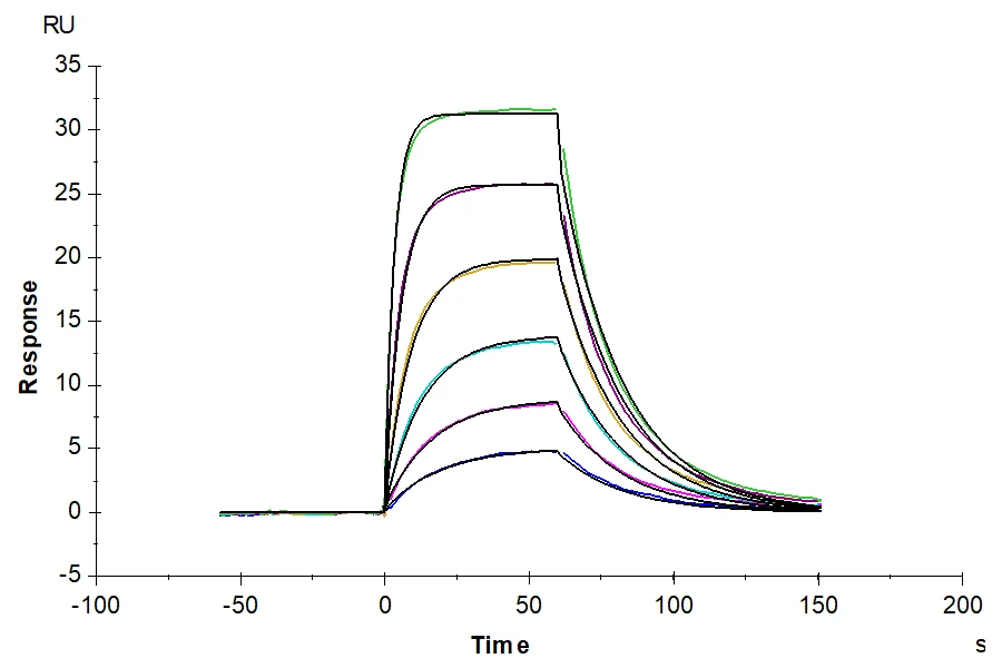 IL22-MB001 SPR result