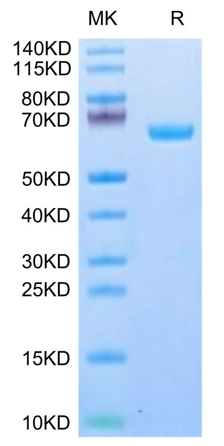 IL22RALPHA1-HF001 Bis-Tris-PAGE-white result
