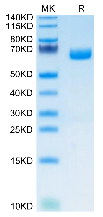 IL22RALPHA1-MF001 Bis-Tris-PAGE-white result