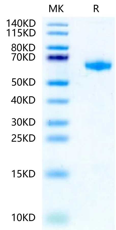 IL22RALPHA1-RF001 Bis-Tris-PAGE-white result