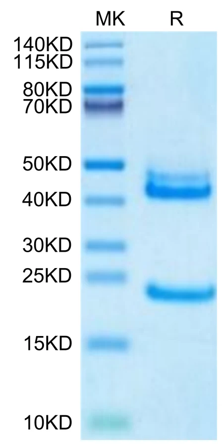 IL23-HB001 Bis-Tris-PAGE-white result