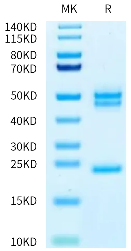 IL23-HB002 Bis-Tris-PAGE-white result