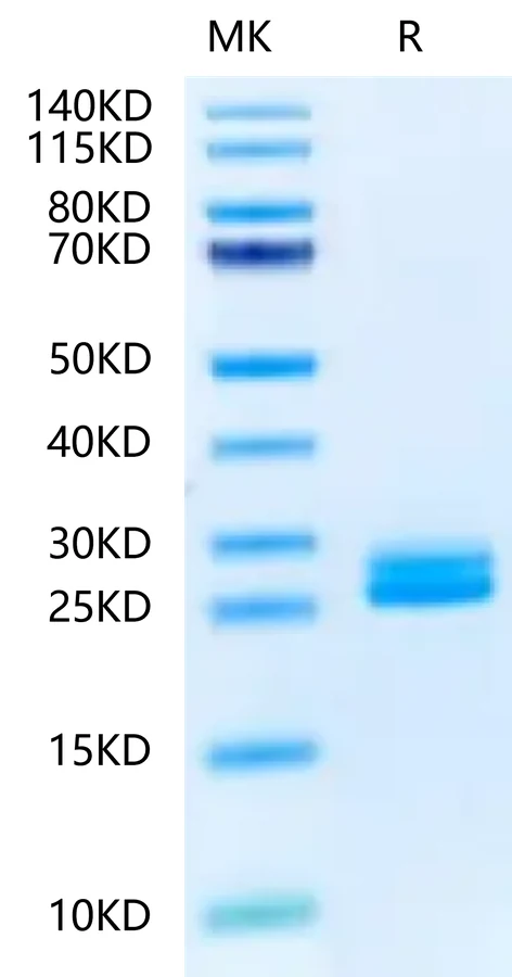 IL23-MB001 Bis-Tris-PAGE-white result