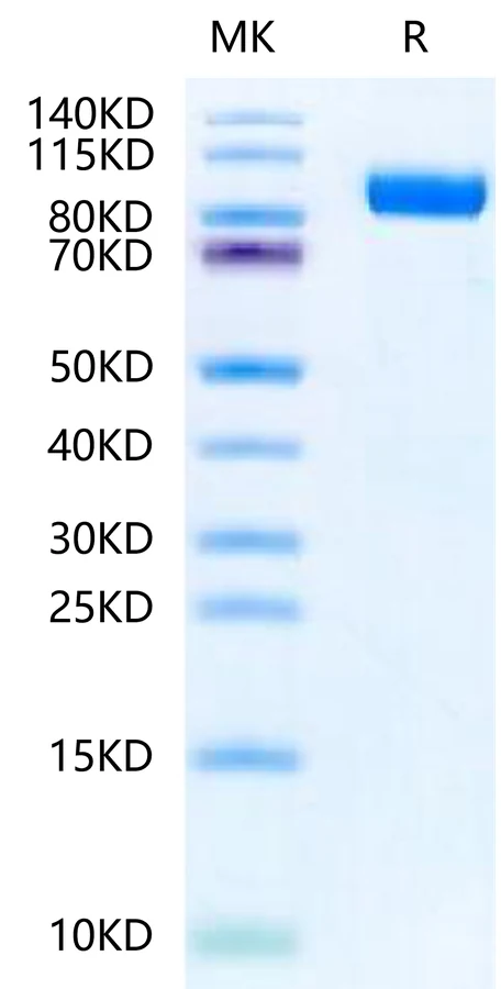 IL23R-HF001 Bis-Tris-PAGE-white result
