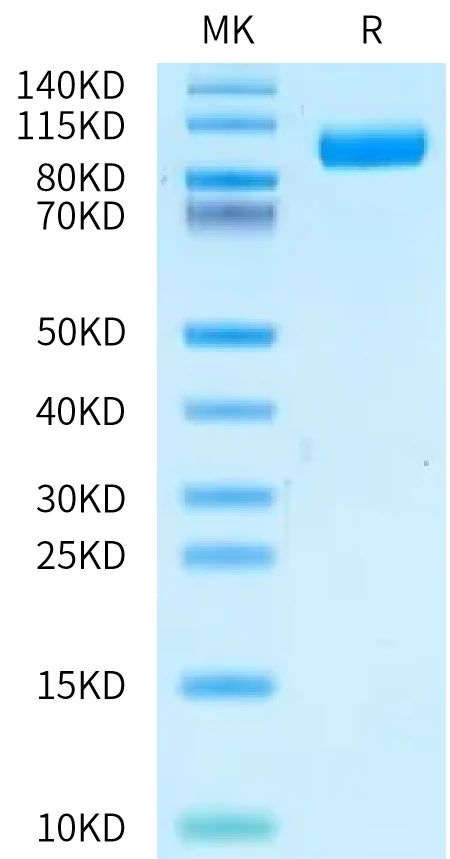 IL23R-HF002 Bis-Tris-PAGE-white result