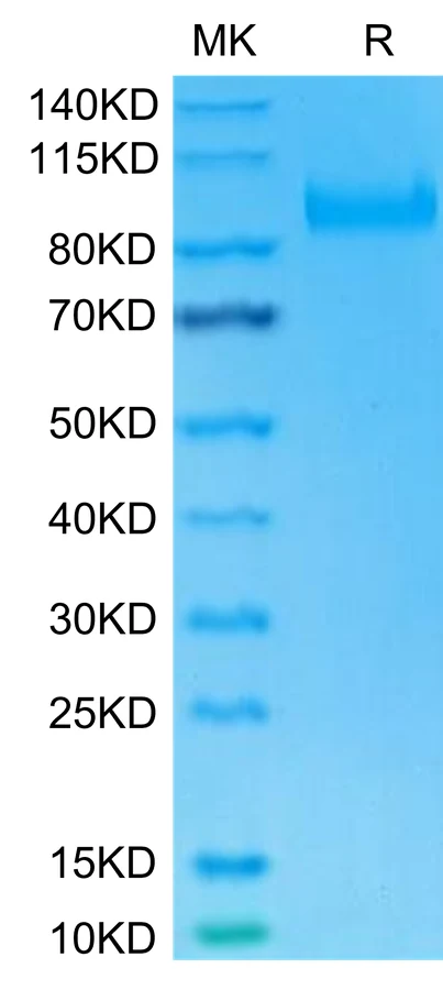 IL23R-HF003 Bis-Tris-PAGE-white result
