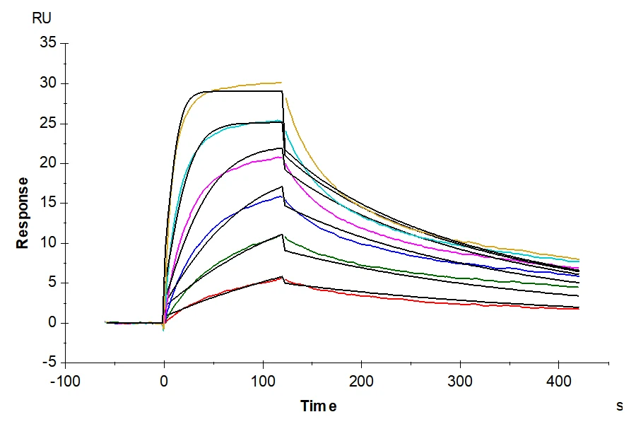 IL23R-RF001 SPR result