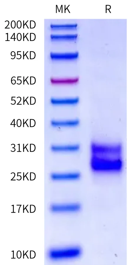 IL25-CB001 Bis-Tris-PAGE-white result