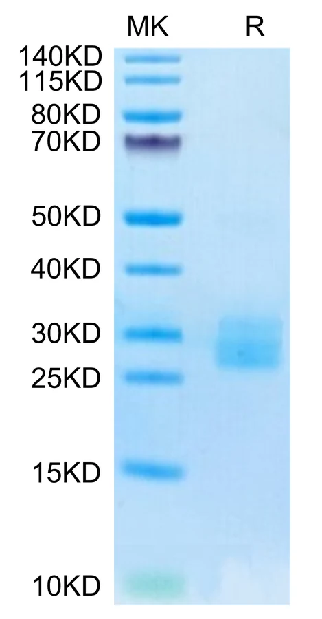 IL25-HB001 Bis-Tris-PAGE-white result