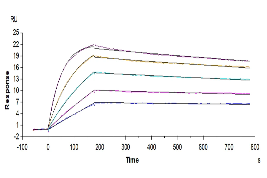 IL2RBIL2RG-HF001 SPR result