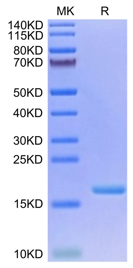 IL3-HB001 Bis-Tris-PAGE-white result